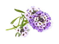 Sweet Alyssum Plant Pods / Sweet Alyssum plant pod
