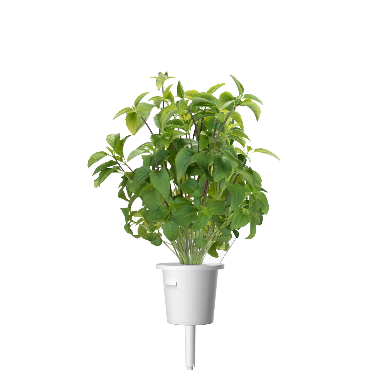 Basil Pods | Click & Grow