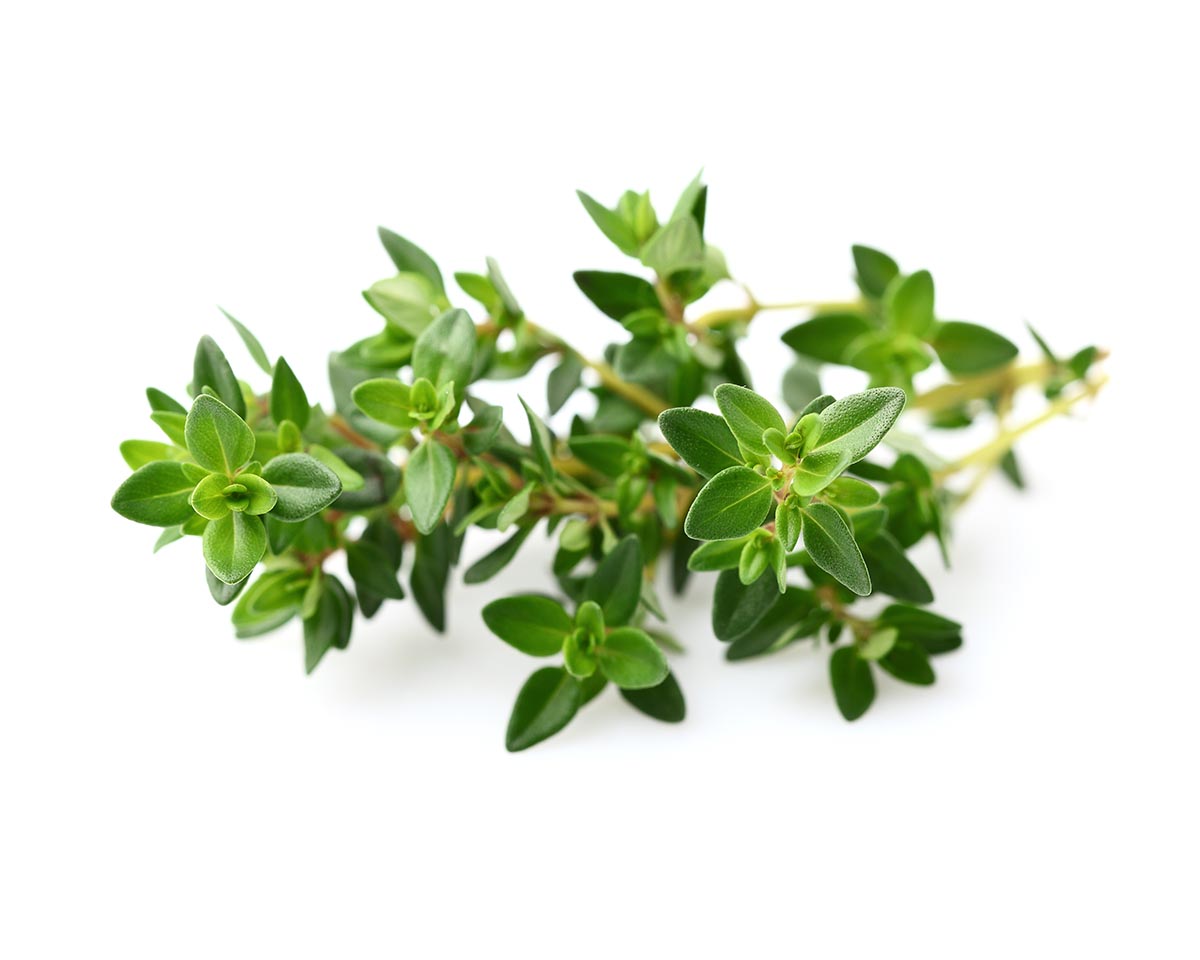 Thyme clearance