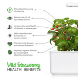 Wild Strawberry Plant Pods 3-pack