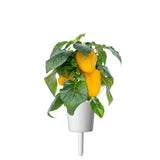 Yellow Sweet Pepper (Capsicum annuum) Plant Pod - Click & Grow indoor garden