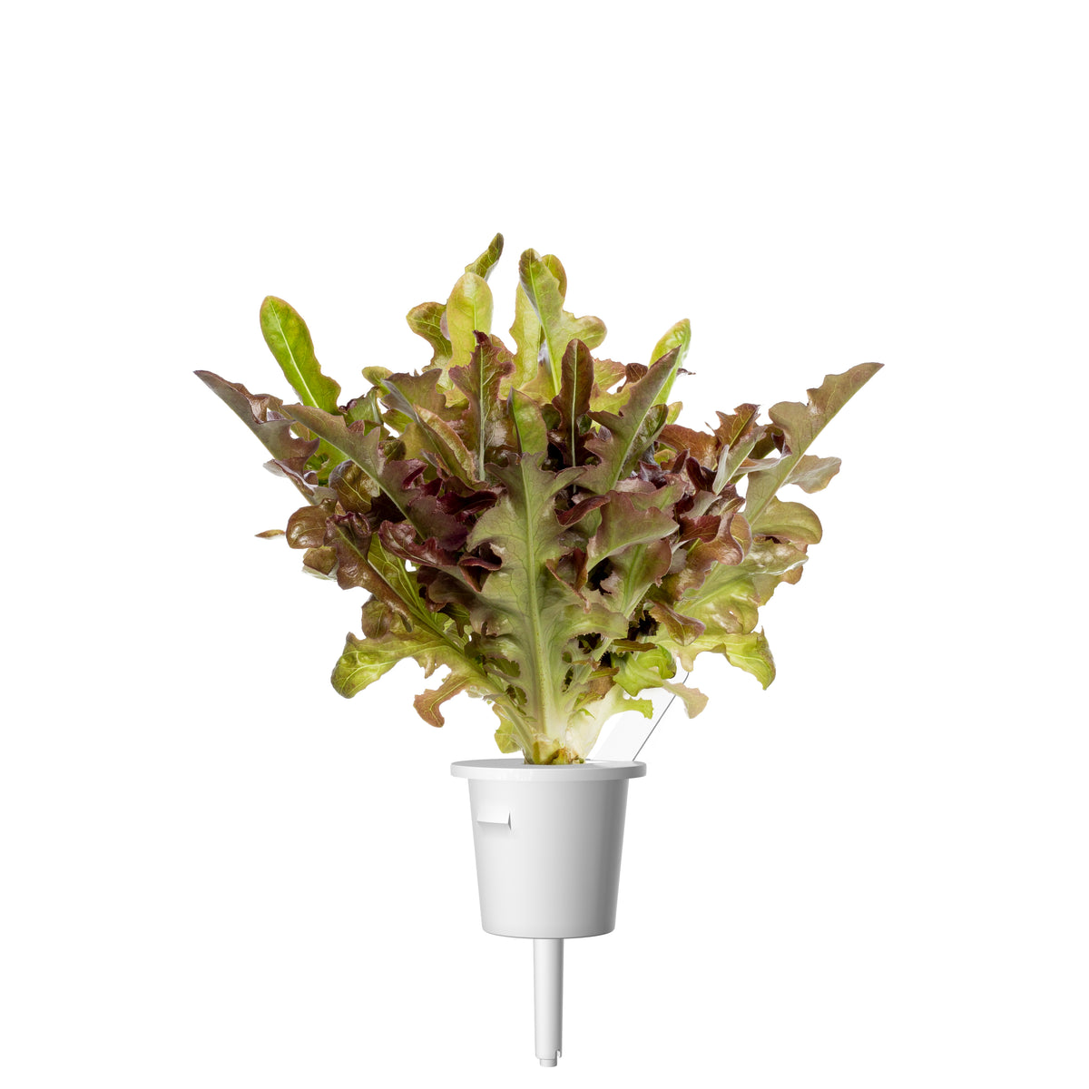 Red Oakleaf Lettuce Plant Pod Click & Grow