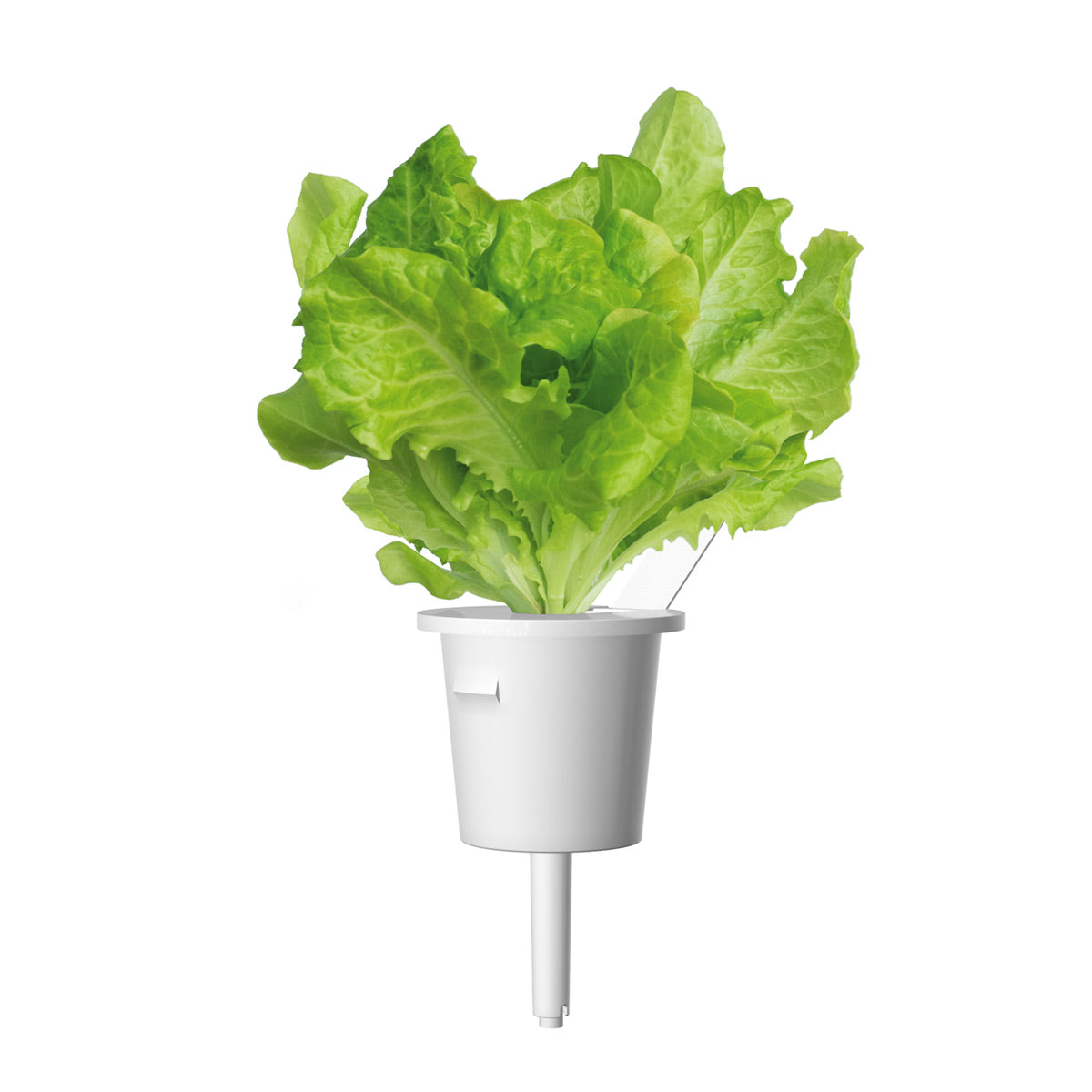Green Lettuce Plant Pods Click & Grow