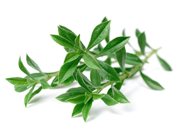 Mountain Savory Plant Pods