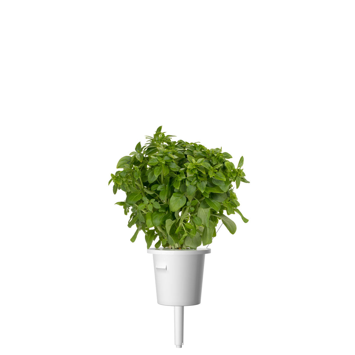 Dwarf Basil Plant Pods / Dwarf Basil (Ocimum basilicum) plant pod - Click & Grow indoor garden