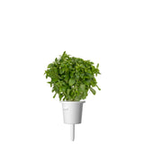 Dwarf Basil (Ocimum basilicum) plant pod - Click & Grow indoor garden