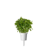 Dwarf Basil Plant Pods / Dwarf Basil (Ocimum basilicum) plant pod - Click & Grow indoor garden