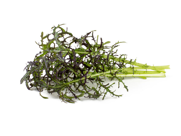 Red Frill Mustard Plant Pods