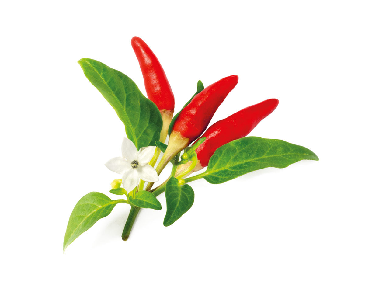 Red Hot Chili Pepper Plant Pods