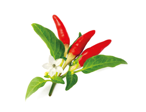 Red Hot Chili pepper capsule - Click & Grow indoor herb garden - Grow Chili Pepper at home with an indoor garden