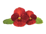 Red Pansy Plant Pods 3-pack