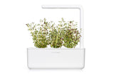 Thyme Plant Pods 3-pack