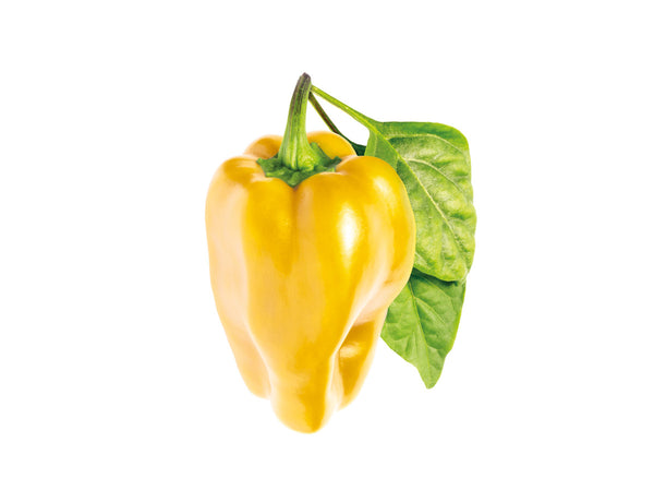 Yellow Sweet Pepper Refill (Capsicum annuum) - Click & Grow indoor garden