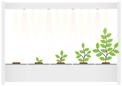 Illustration - enjoy the plants